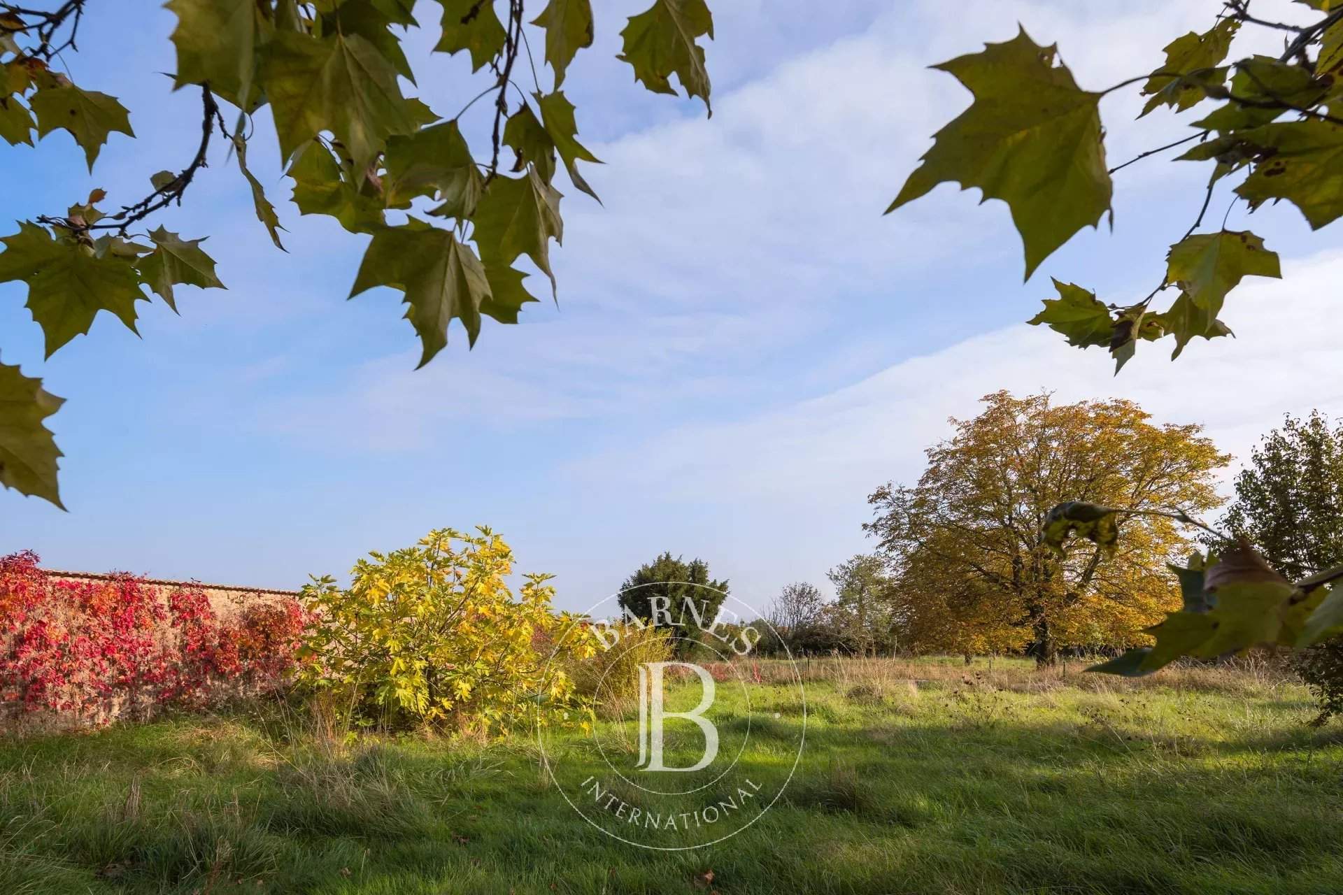 Villié-Morgon  - Vineyard property  - picture 5