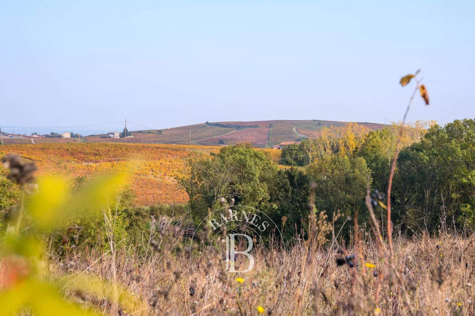 Villié-Morgon  - Vineyard property  - picture 6