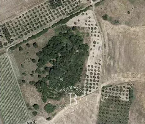 Canino  - Building land  - picture 12