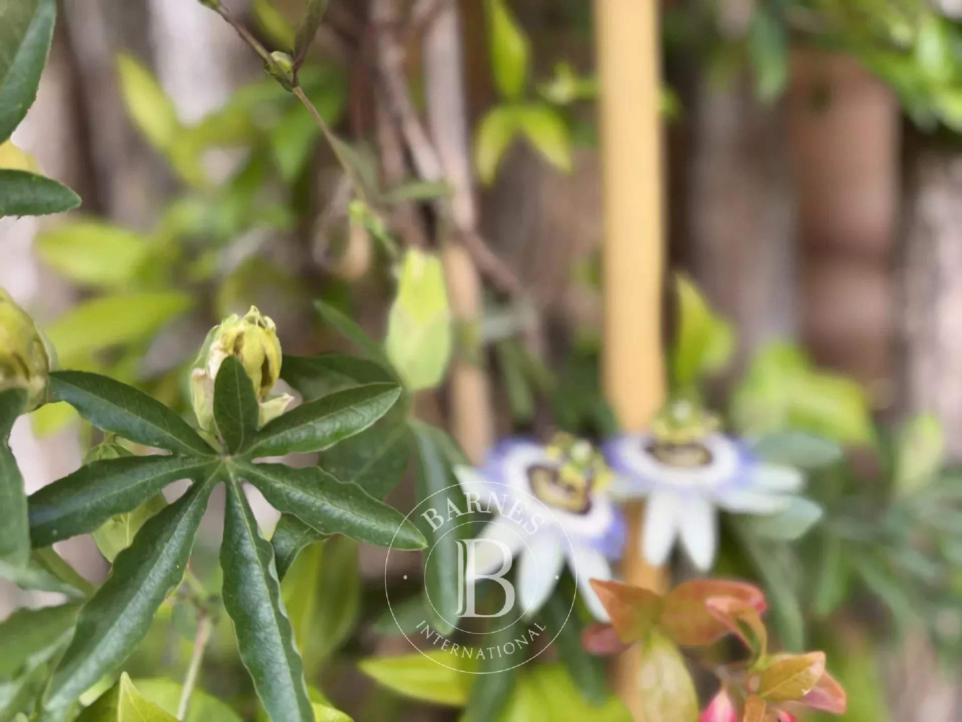 La Teste-de-Buch  - House 3 Bedrooms - picture 15