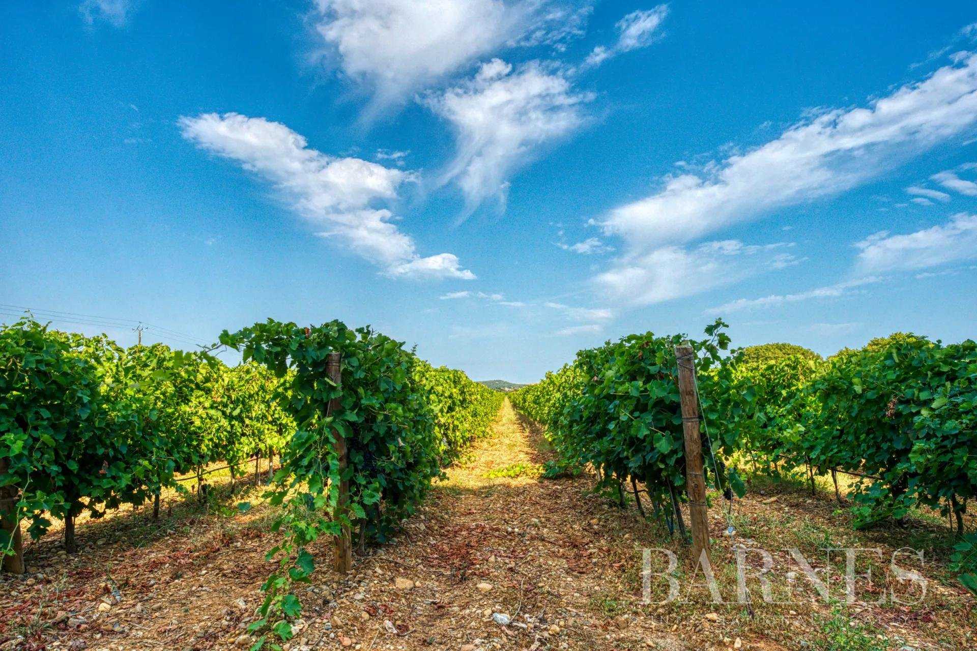 Vineyard property Montpellier  -  ref 5189069 (picture 1)
