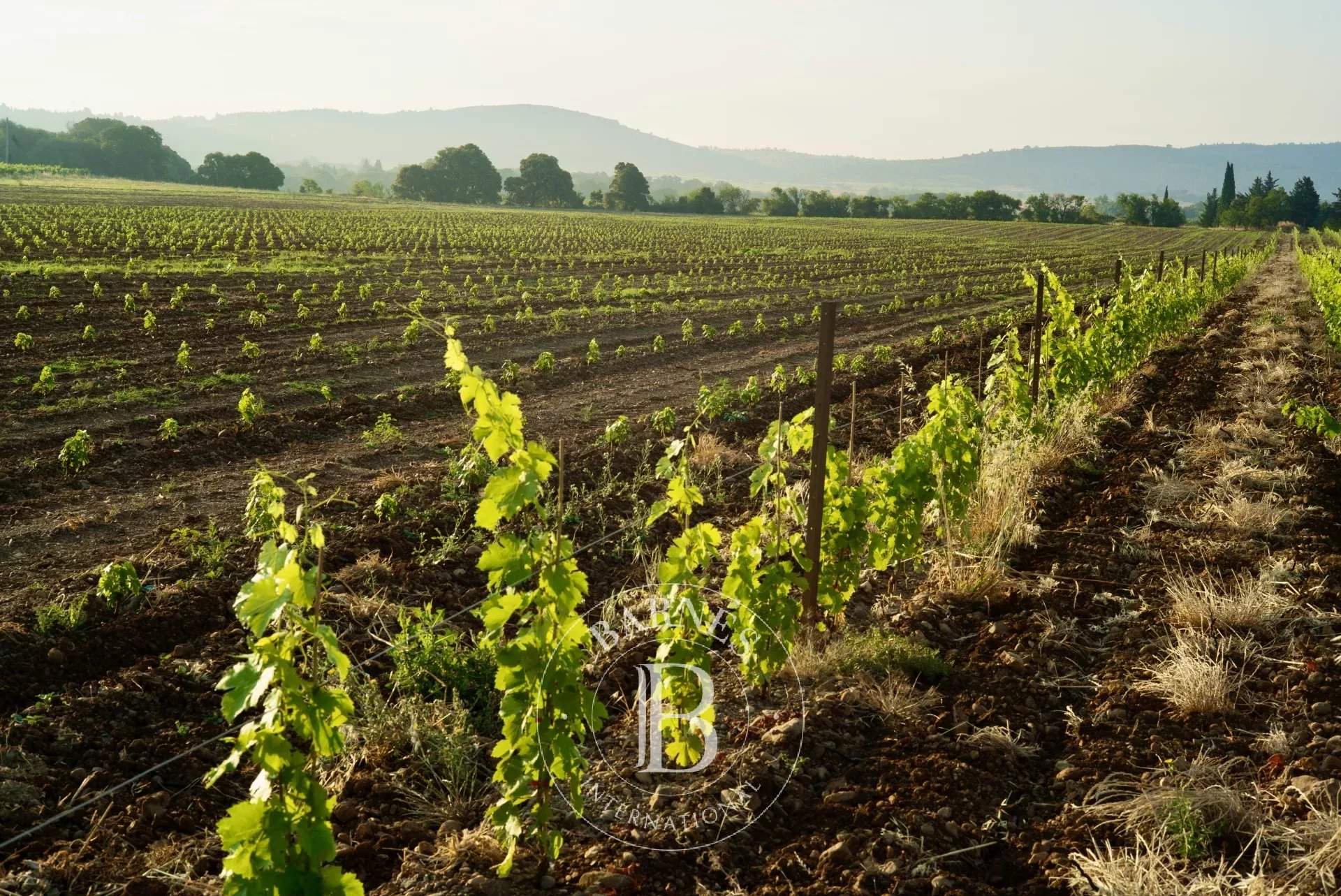 Lézignan-Corbières  - Propriété viticole  - picture 1