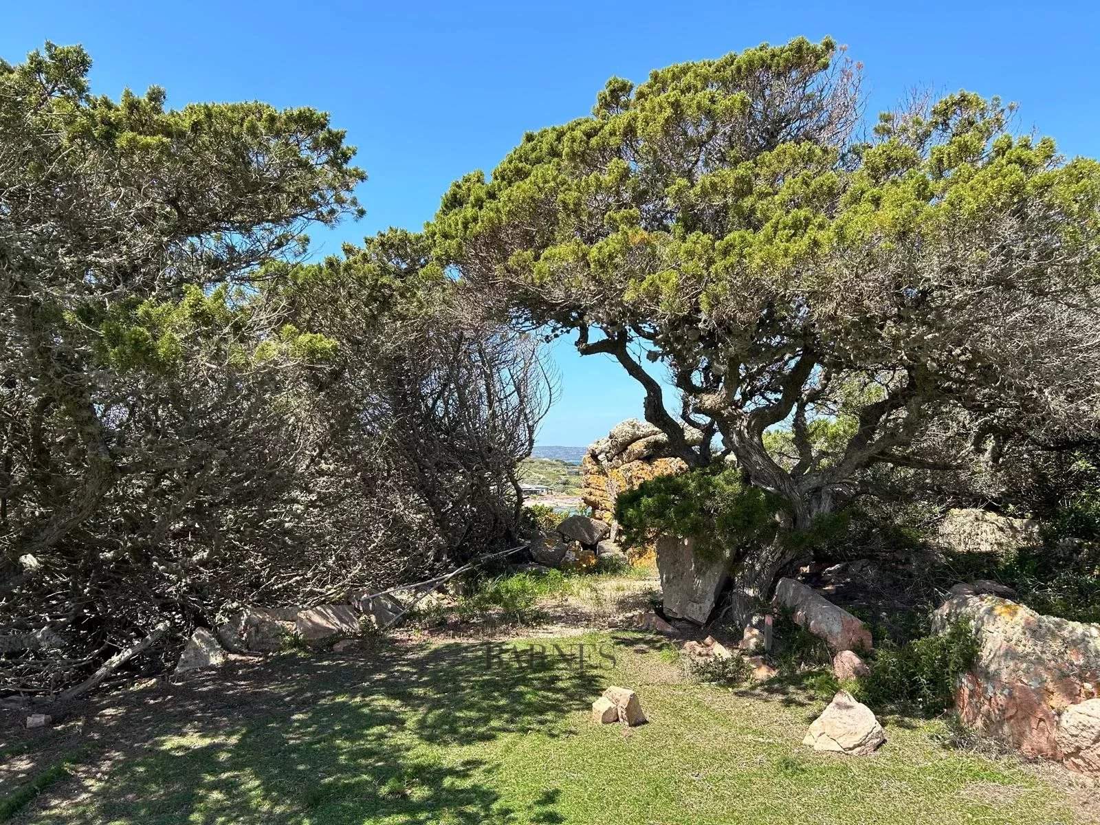 Bonifacio  - Villa  - picture 7