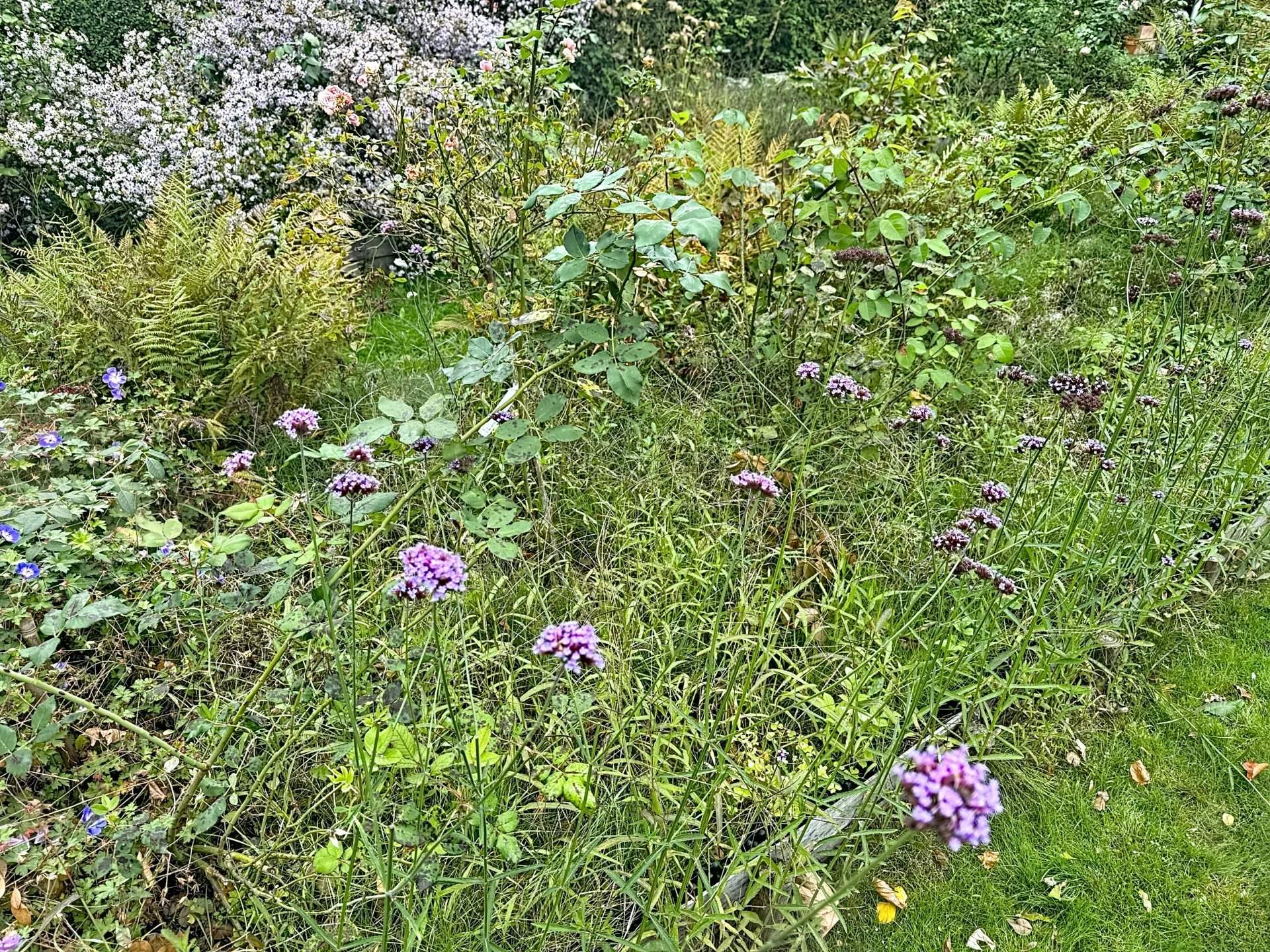 Uccle  - House 5 Bedrooms - picture 4