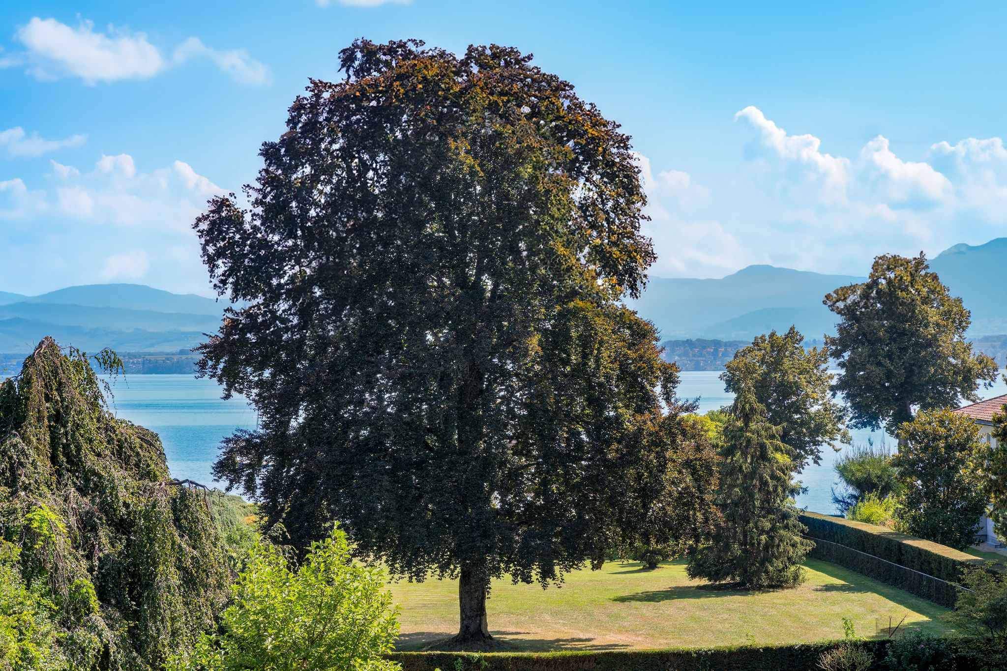 Versoix  - Maison 10.0 Pi&egrave;ces 5 Chambres - picture 13