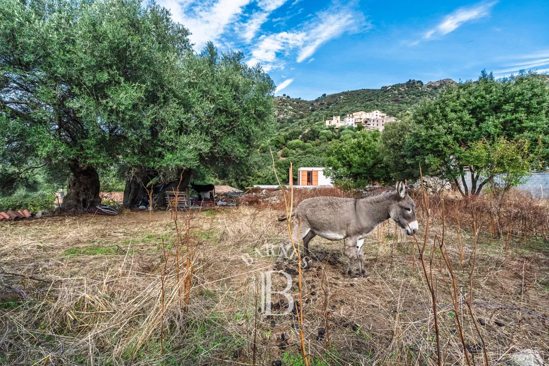 Calvi  - Villa 5 Bedrooms - picture 18