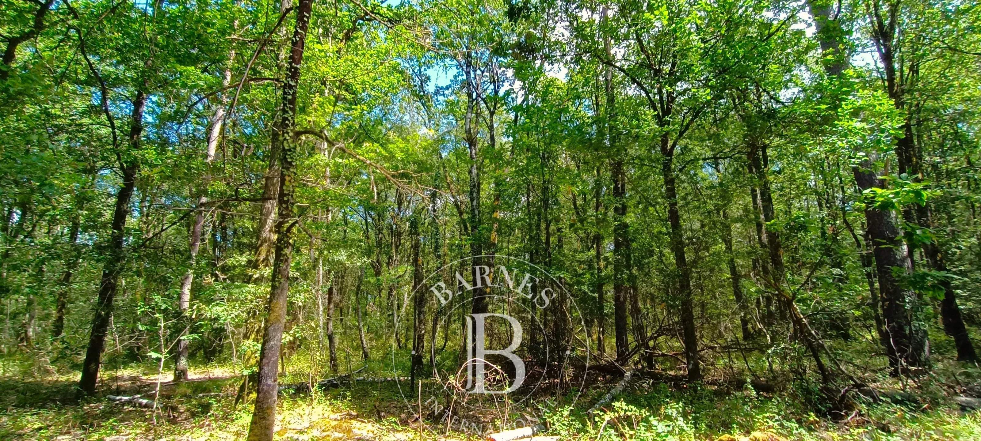 Lamotte-Beuvron  - Domaine de chasse 7 Pi&egrave;ces 4 Chambres - picture 10