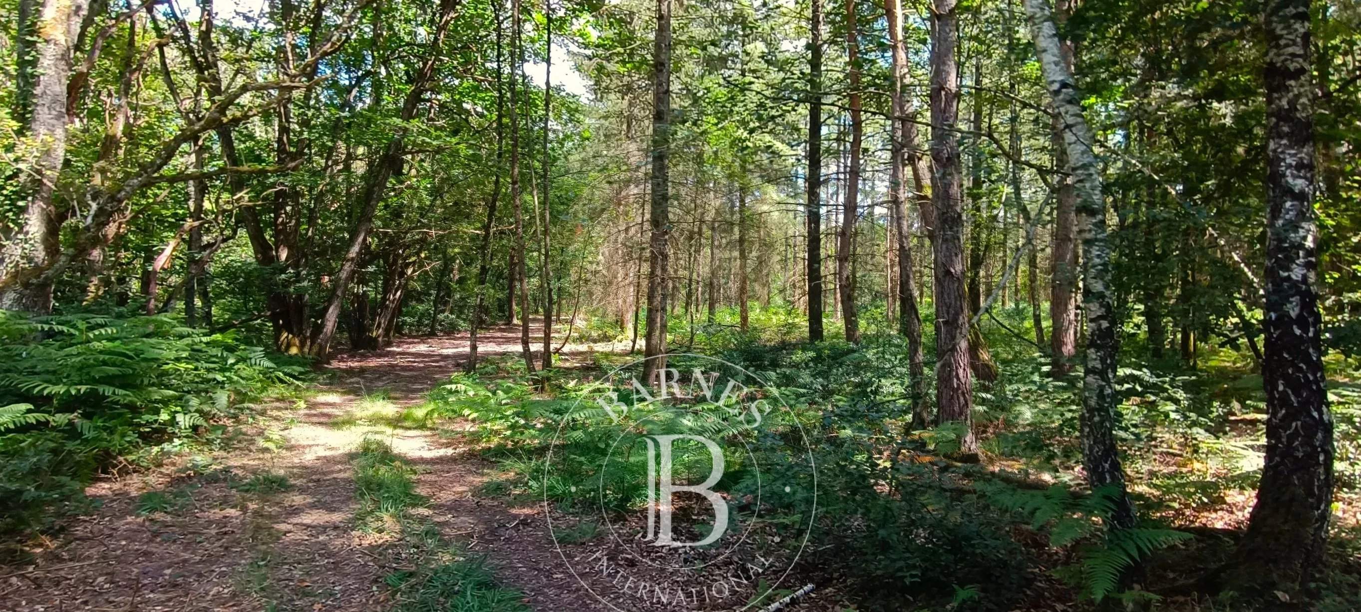 Lamotte-Beuvron  - Domaine de chasse 7 Pi&egrave;ces 4 Chambres - picture 13