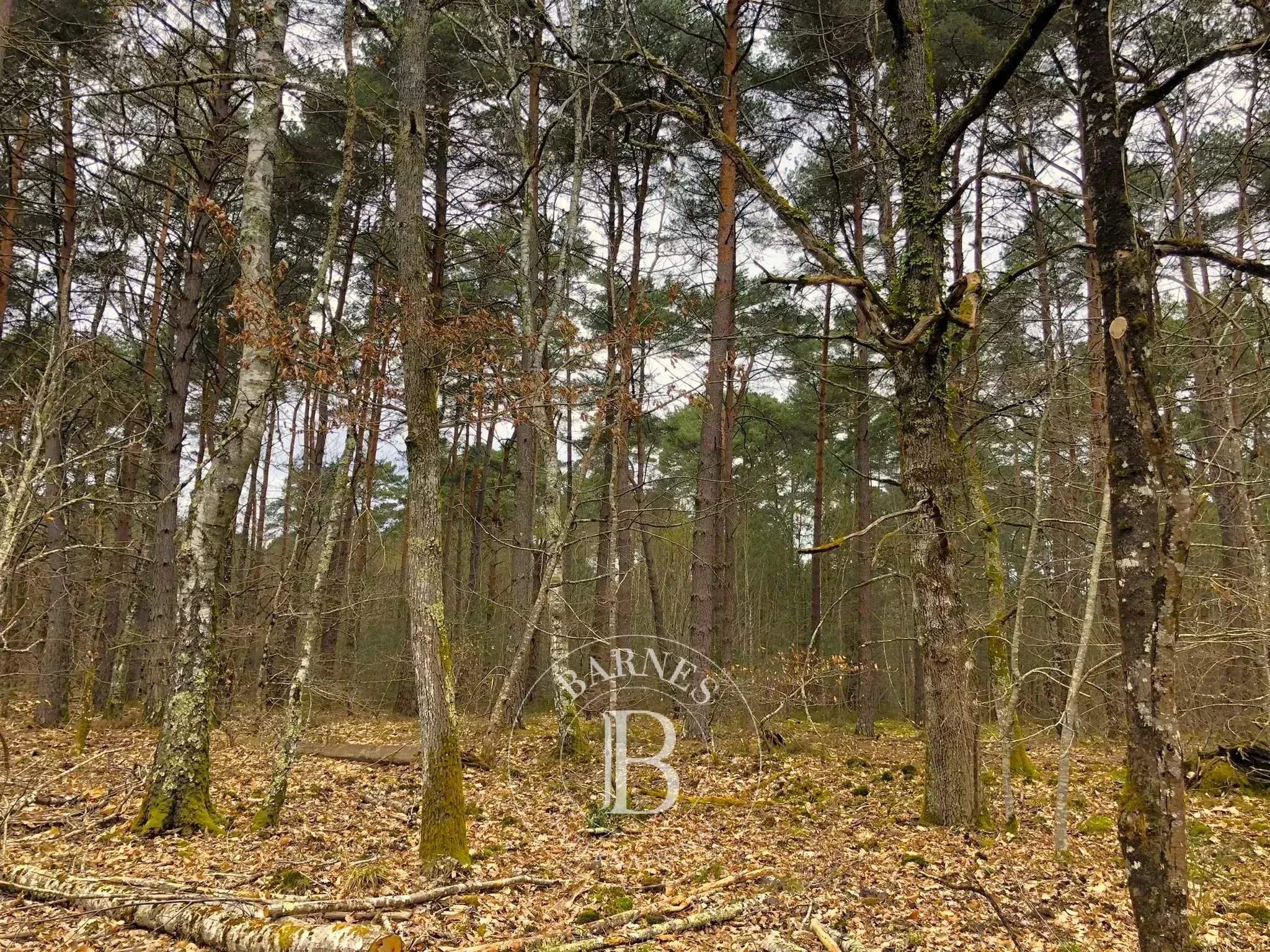 Lamotte-Beuvron  - Château 18 Pi&egrave;ces - picture 8