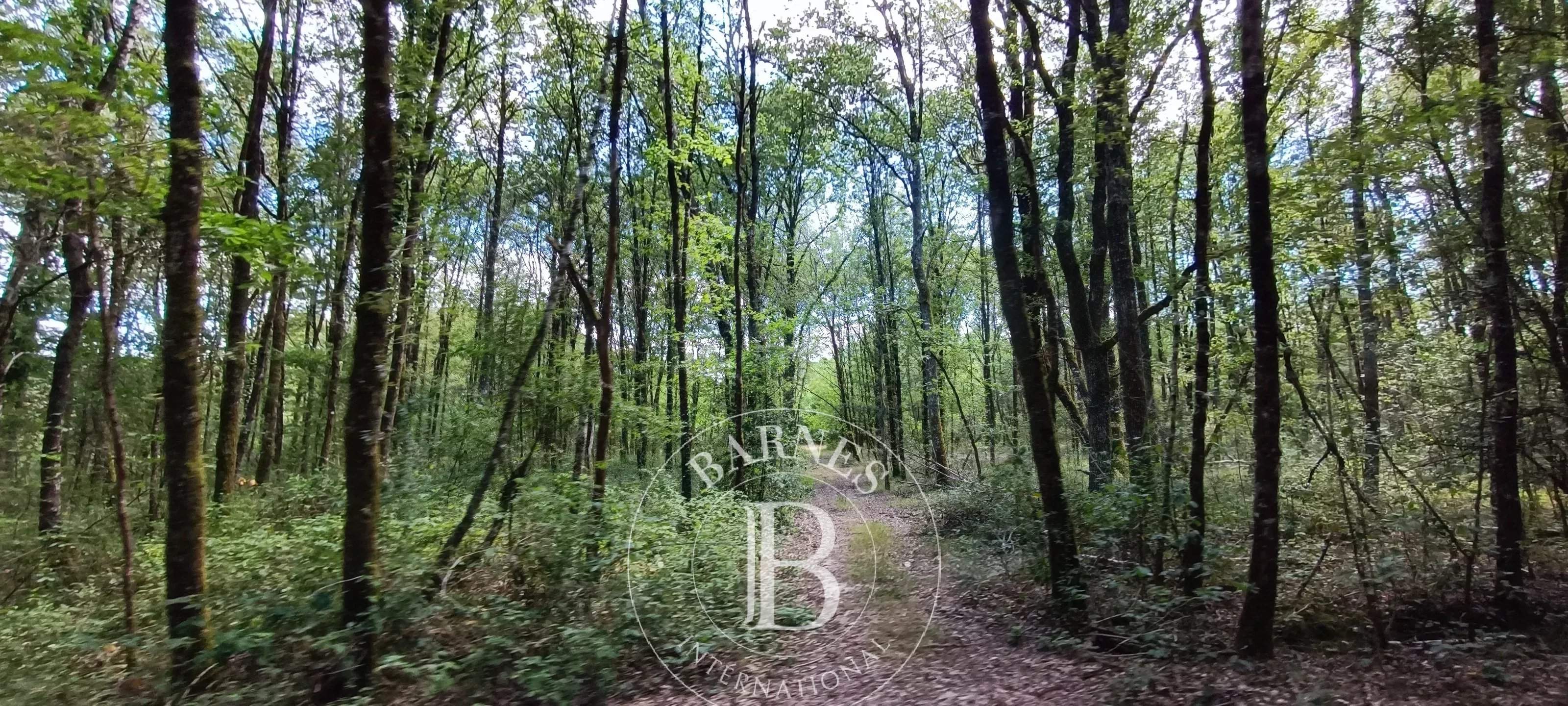 Lamotte-Beuvron  - Domaine de chasse 7 Pi&egrave;ces 4 Chambres - picture 12