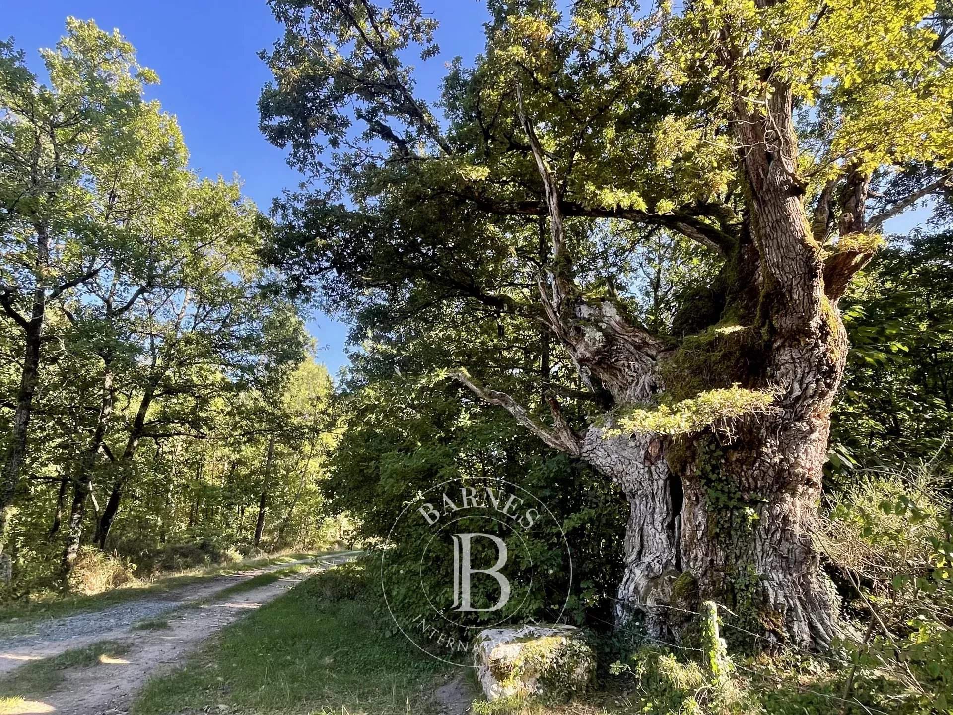 Tours  - Propriété 12 Pi&egrave;ces 5 Chambres - picture 14