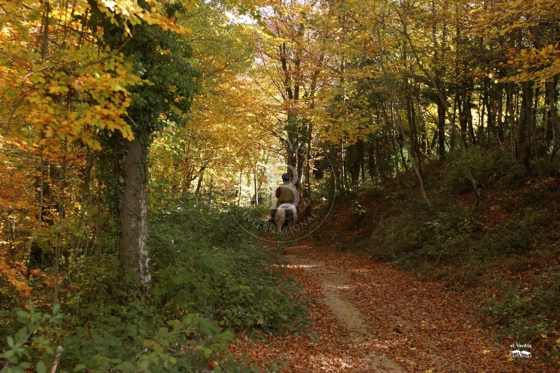 Olot  - Mas 8 Pièces 8 Chambres - picture 18