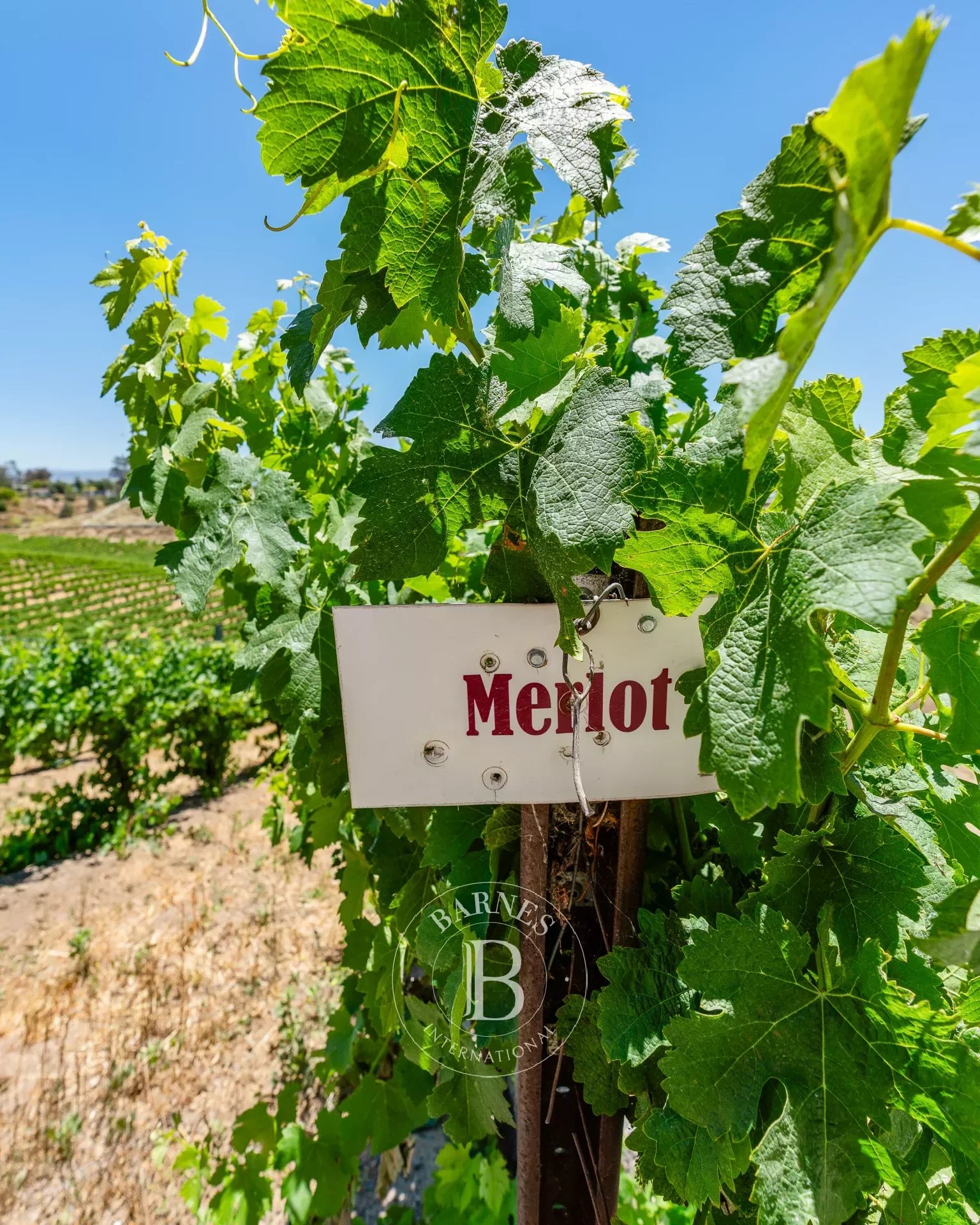 Temecula  - Agricultural exploitation  - picture 17
