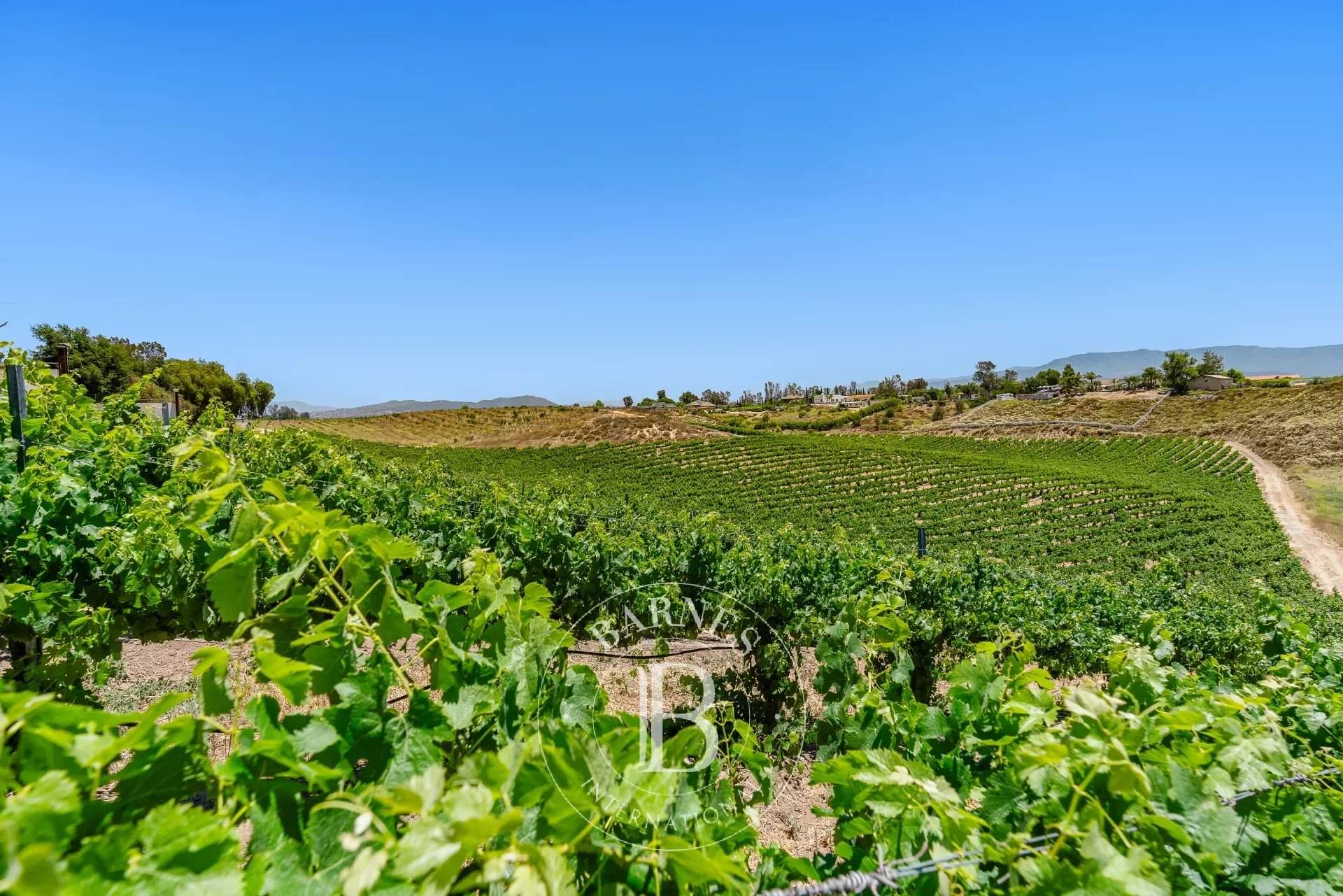 Temecula  - Agricultural exploitation  - picture 2