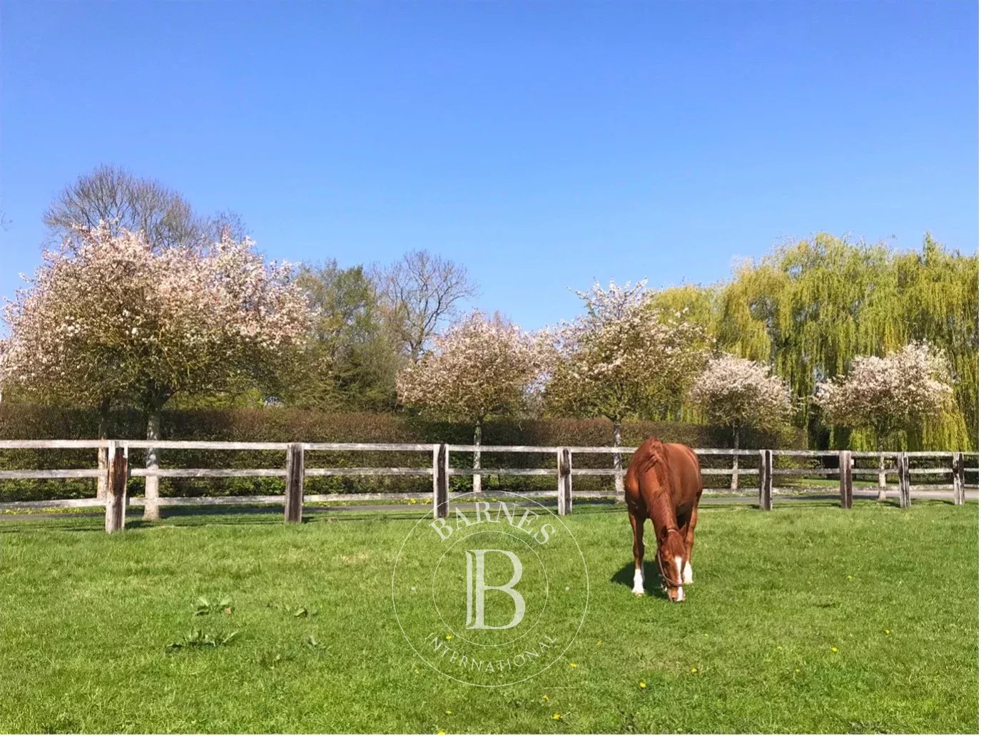 Le Mesnil-Mauger  - Stud farm  - picture 1