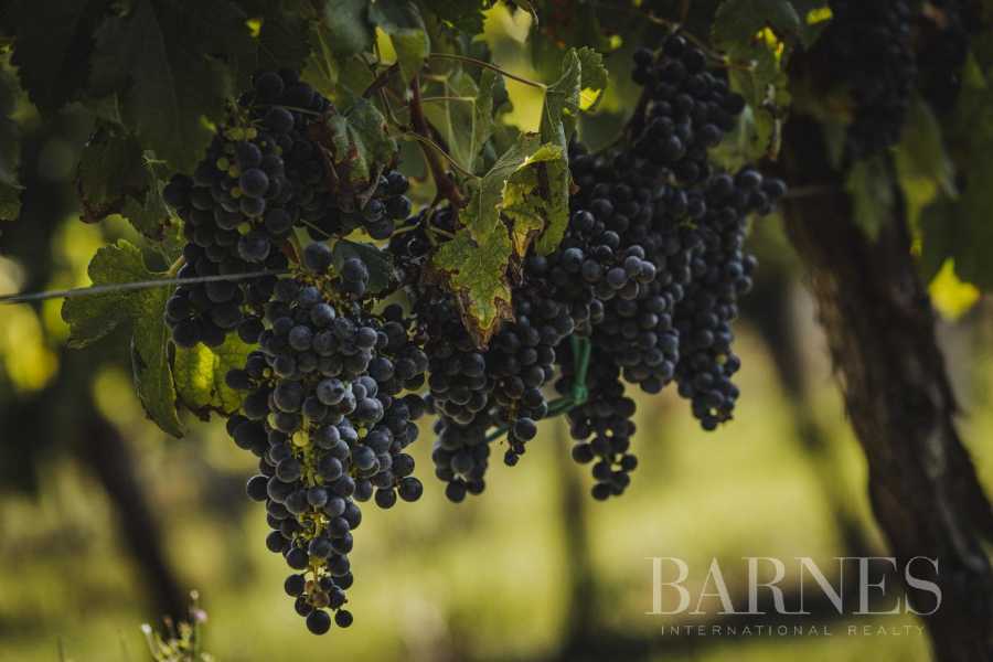 Bordeaux  - Vineyard property 