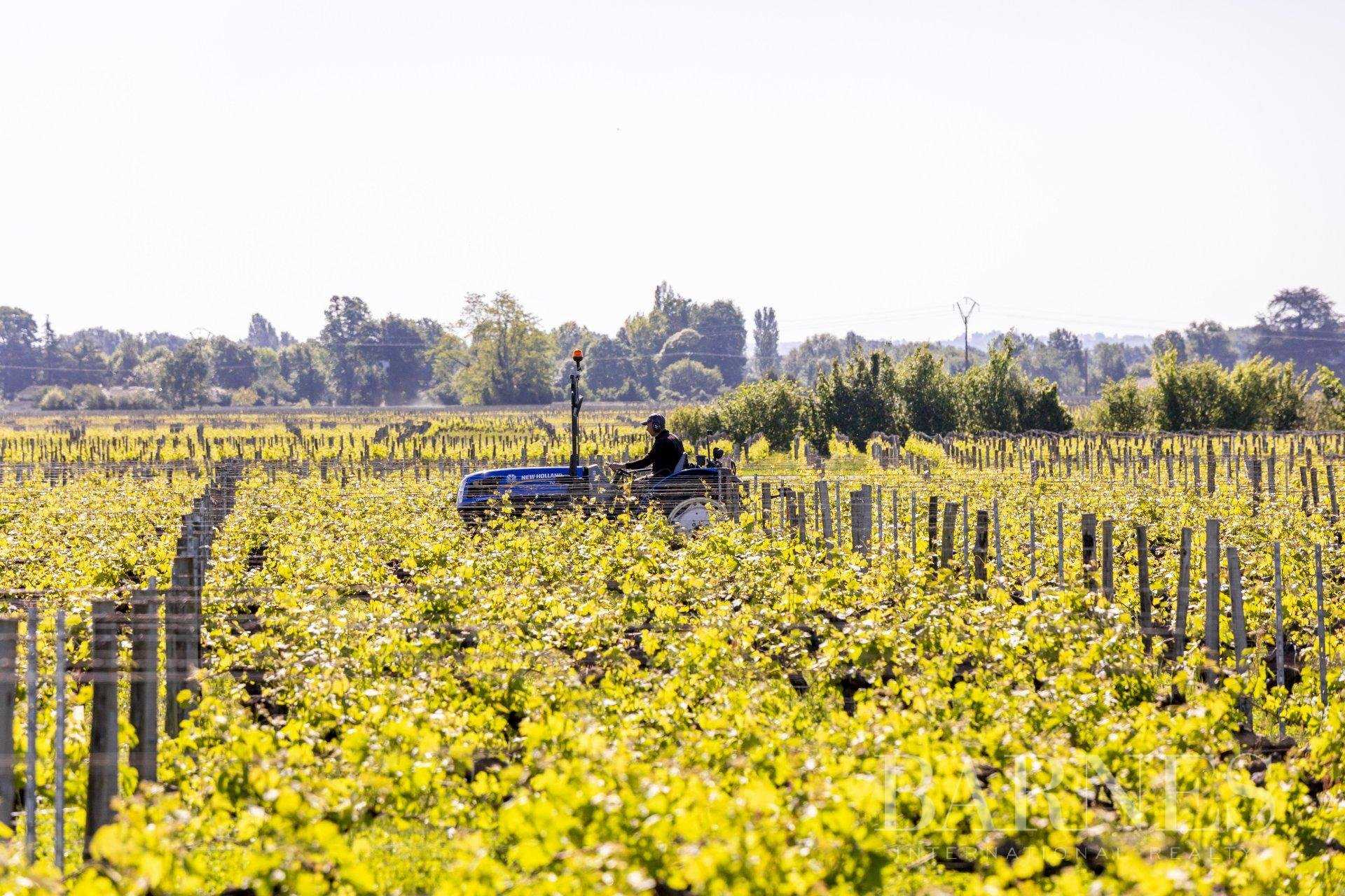 Bordeaux  - Propriété viticole 5 Pièces
