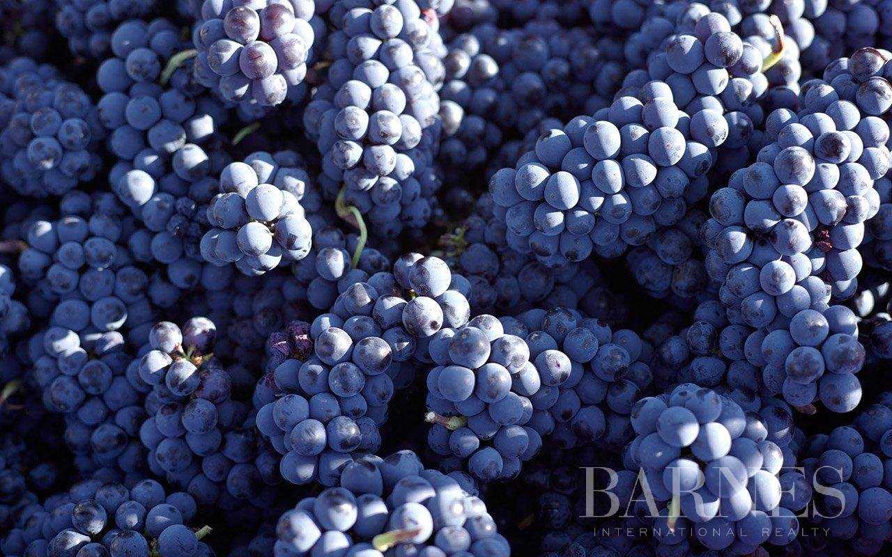 Vineyard property Bordeaux