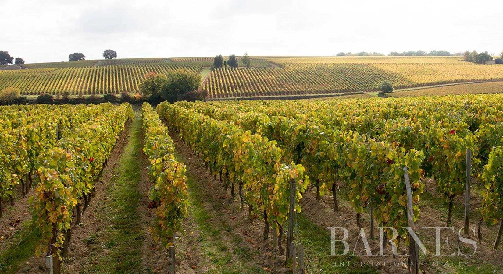 Vineyard property Bordeaux  -  ref 6951346 (picture 1)