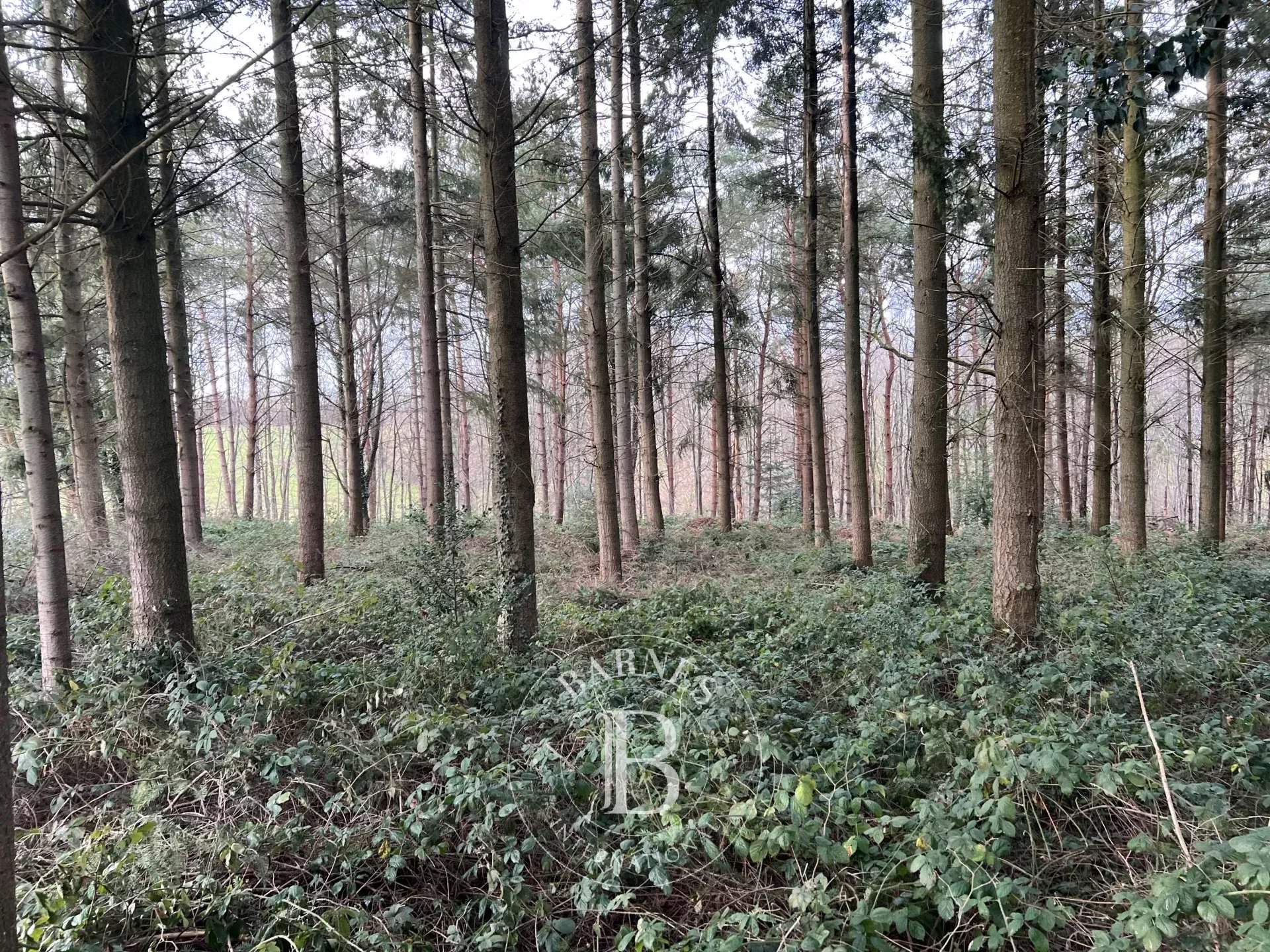 Rouen  - Domaine de chasse  - picture 2