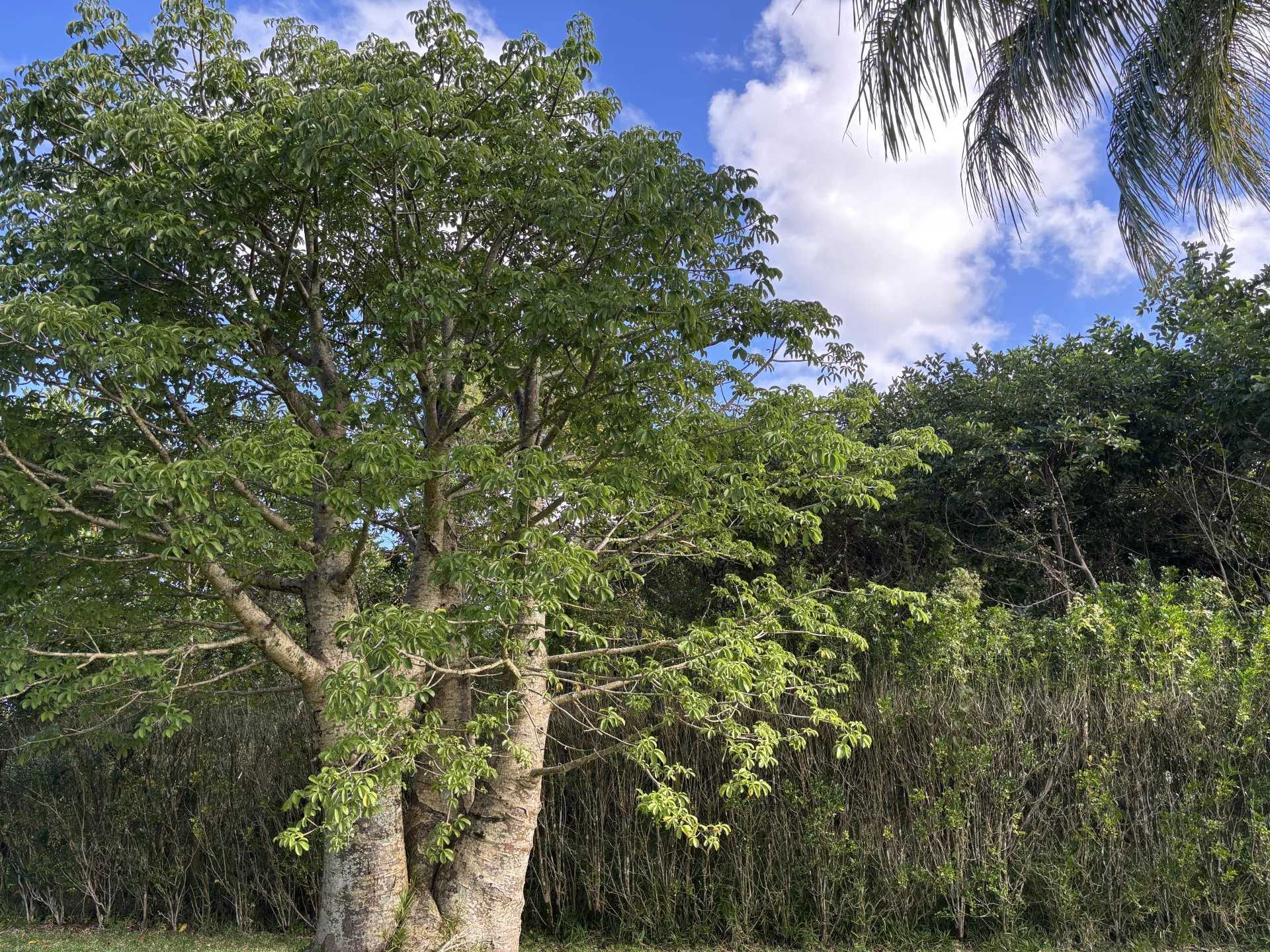 Plots Deux Bras  -  ref 86126165 (picture 2)