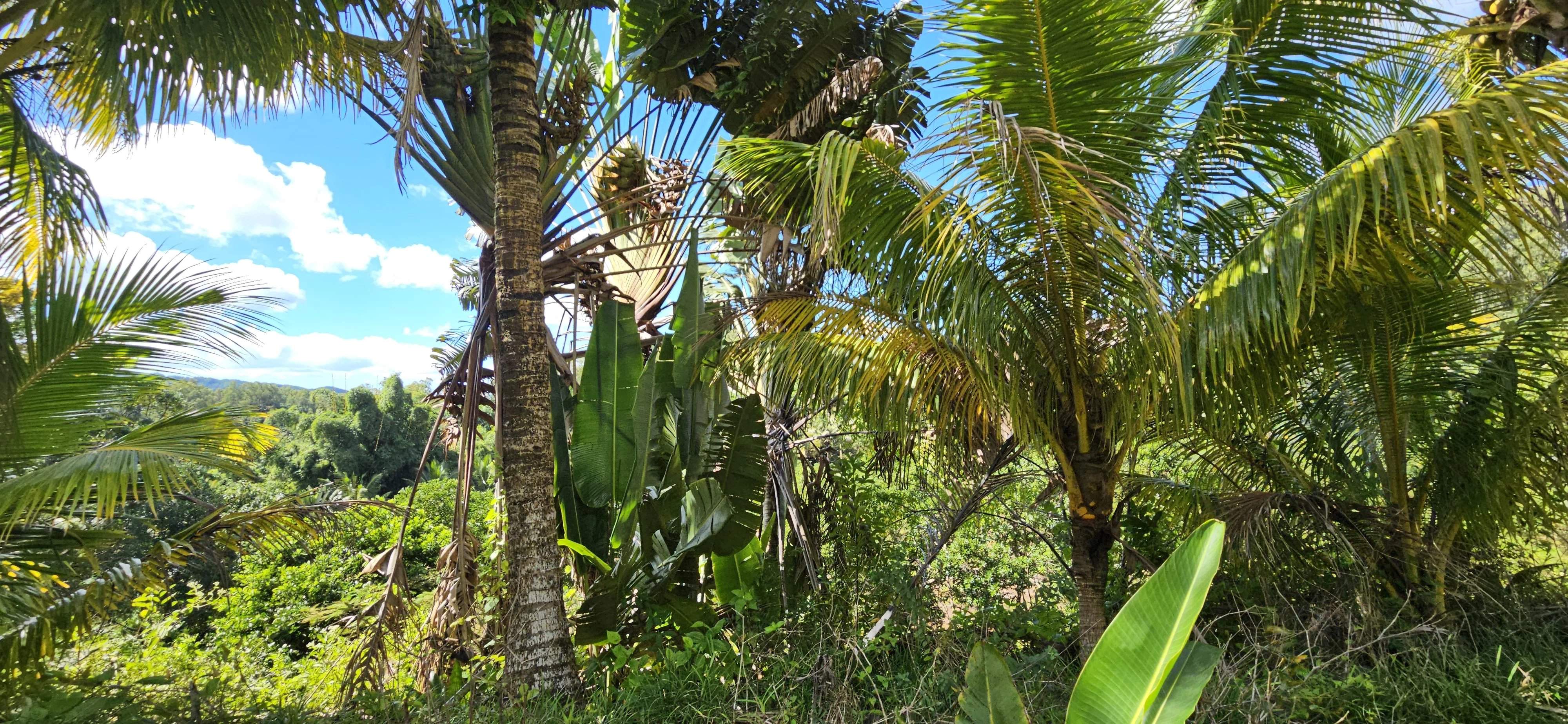 Deux Bras  - Terrain  - picture 10