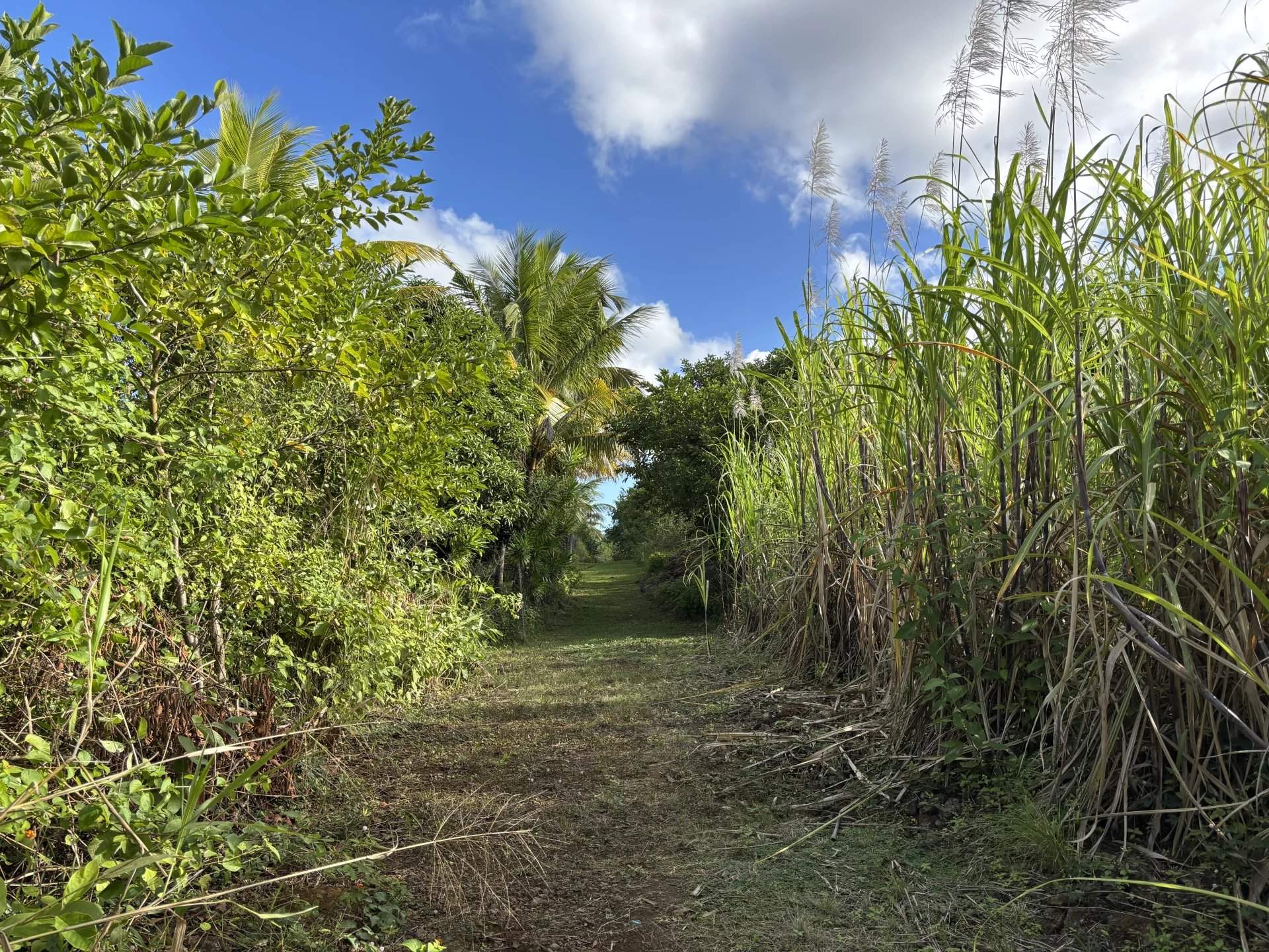 Deux Bras  - Plots  - picture 1